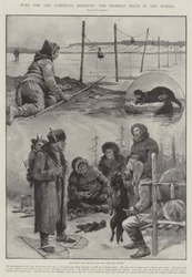 Peles para os mercados europeus, as mais queridas peles do mundo